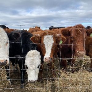 Meet your Posher, Will